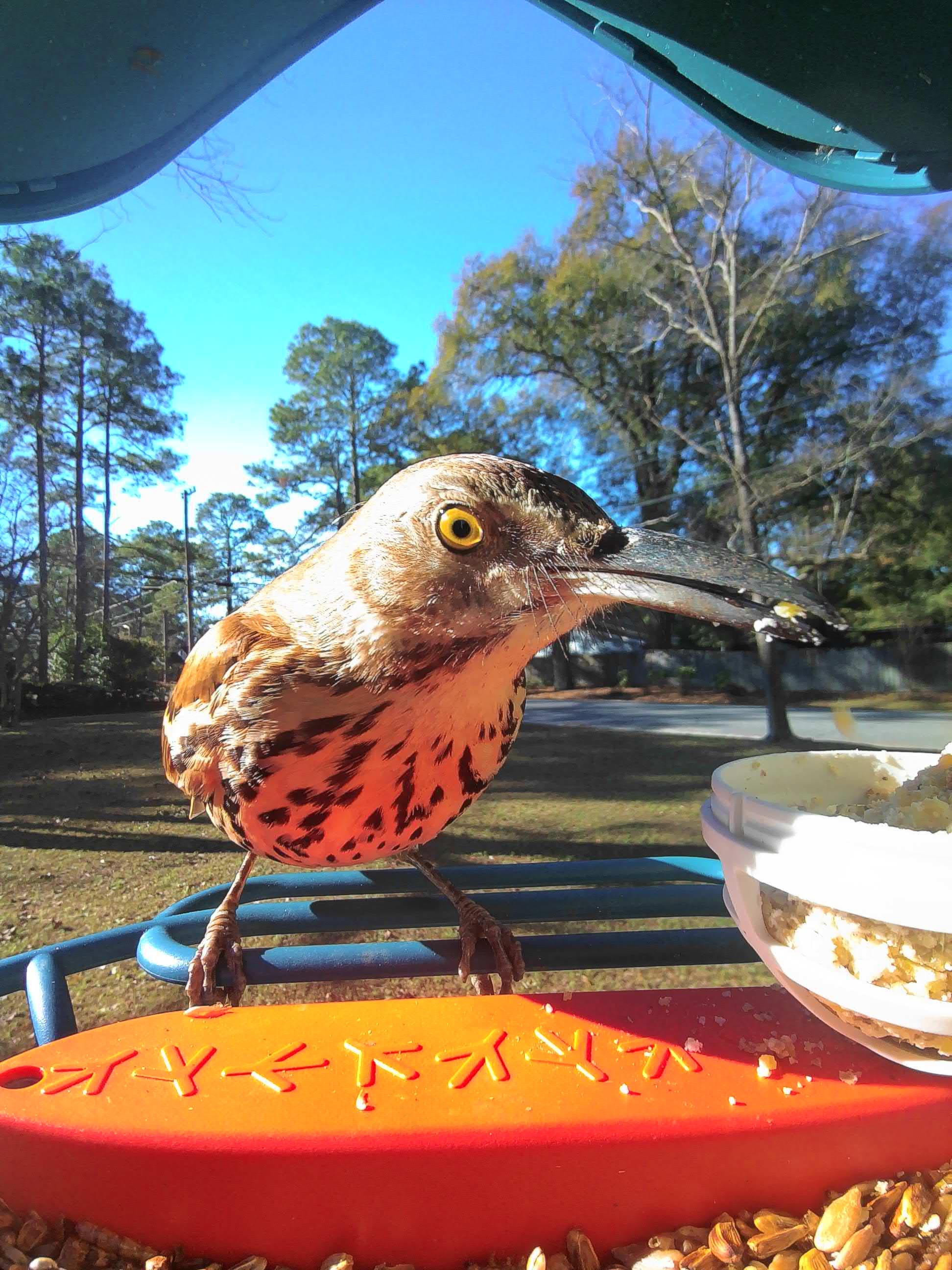 Billings on a feeder