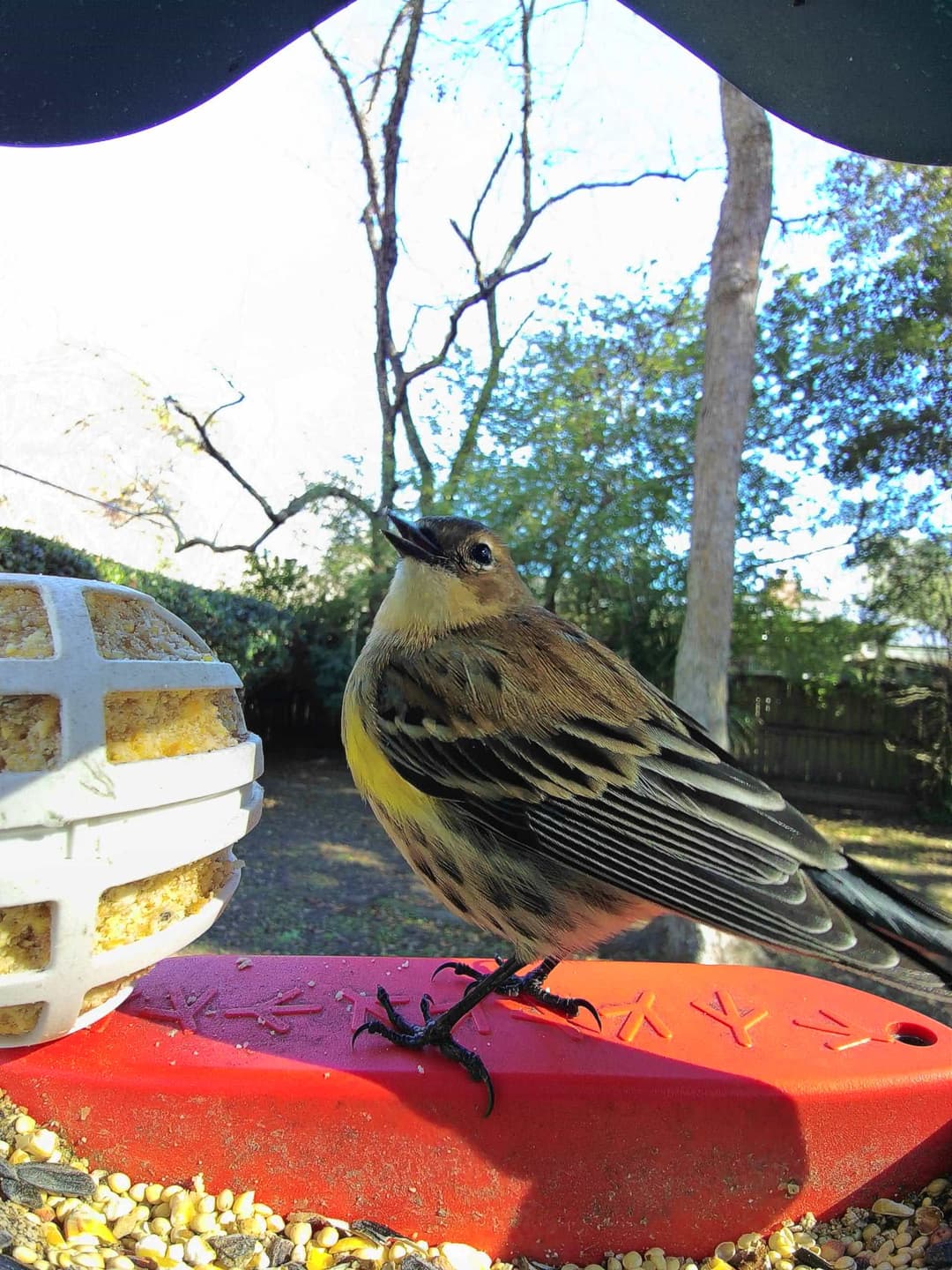 Yellow-Rumped Warbler