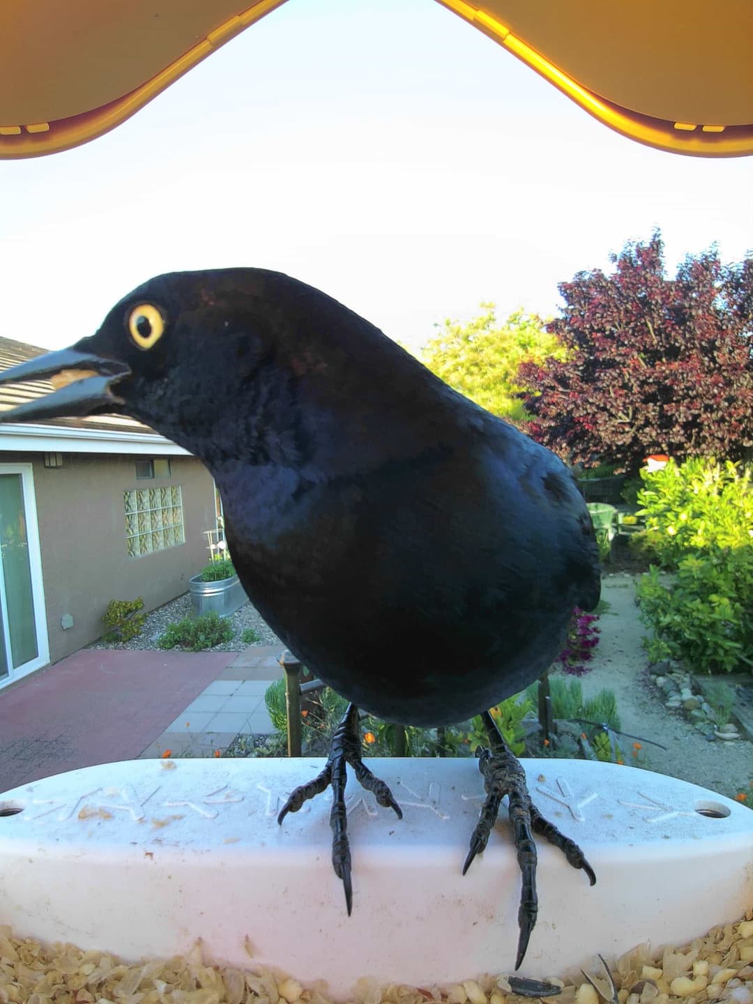 Great-Tailed Grackle