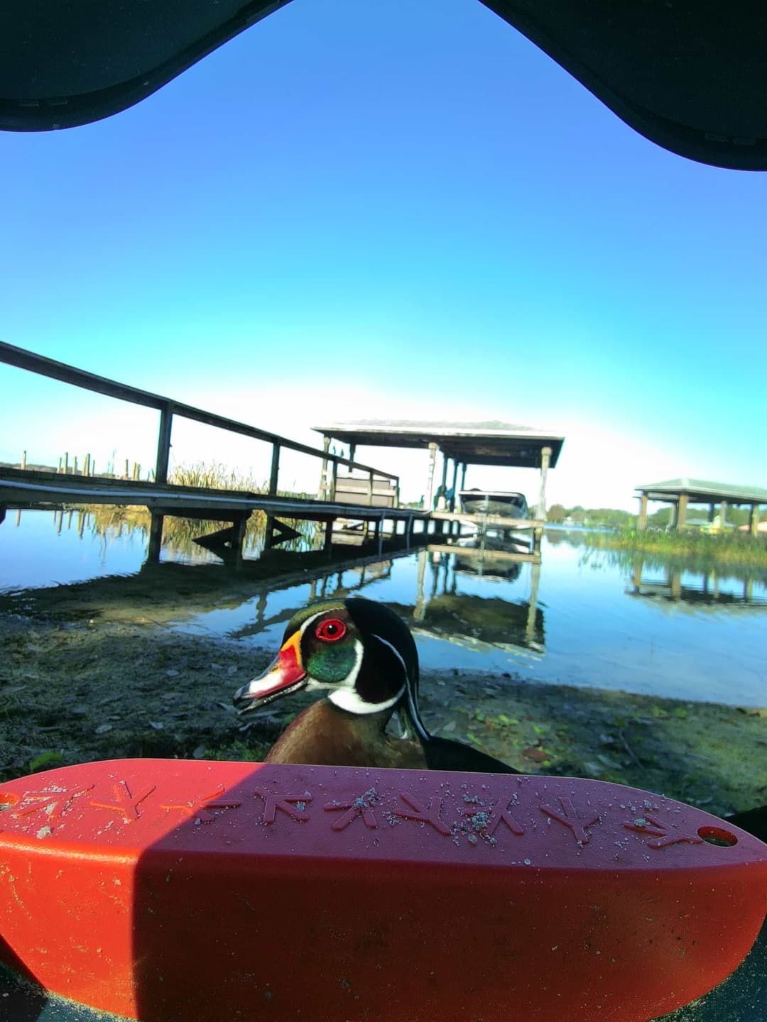 Wood Duck