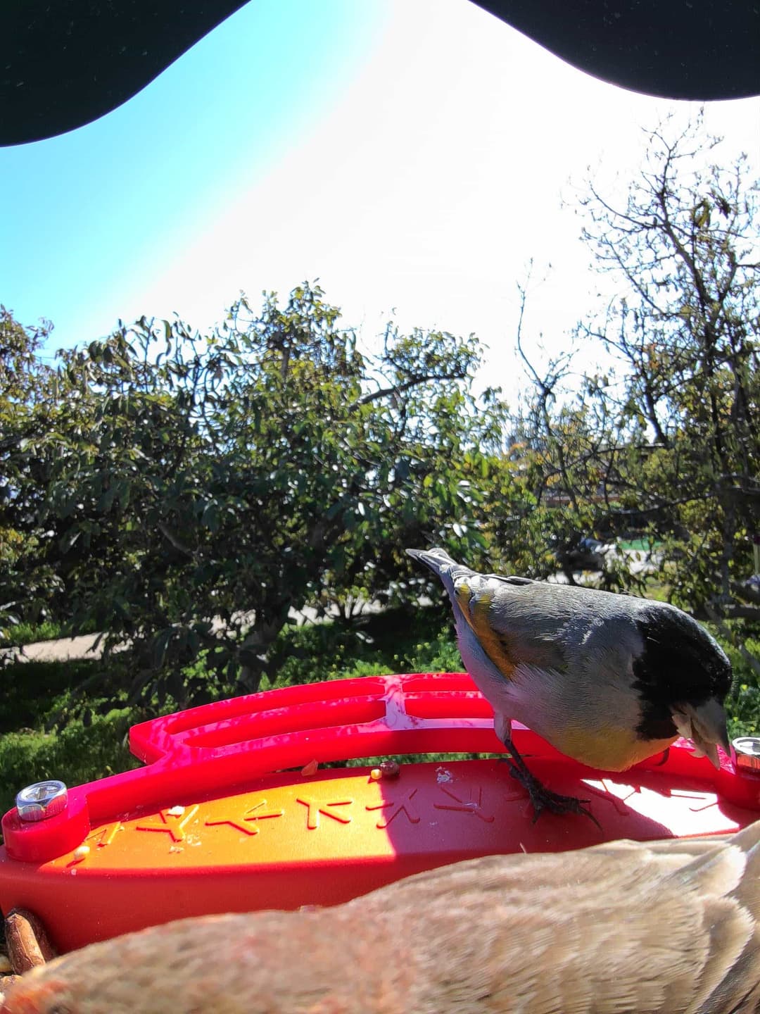 Lawrence’s Goldfinch