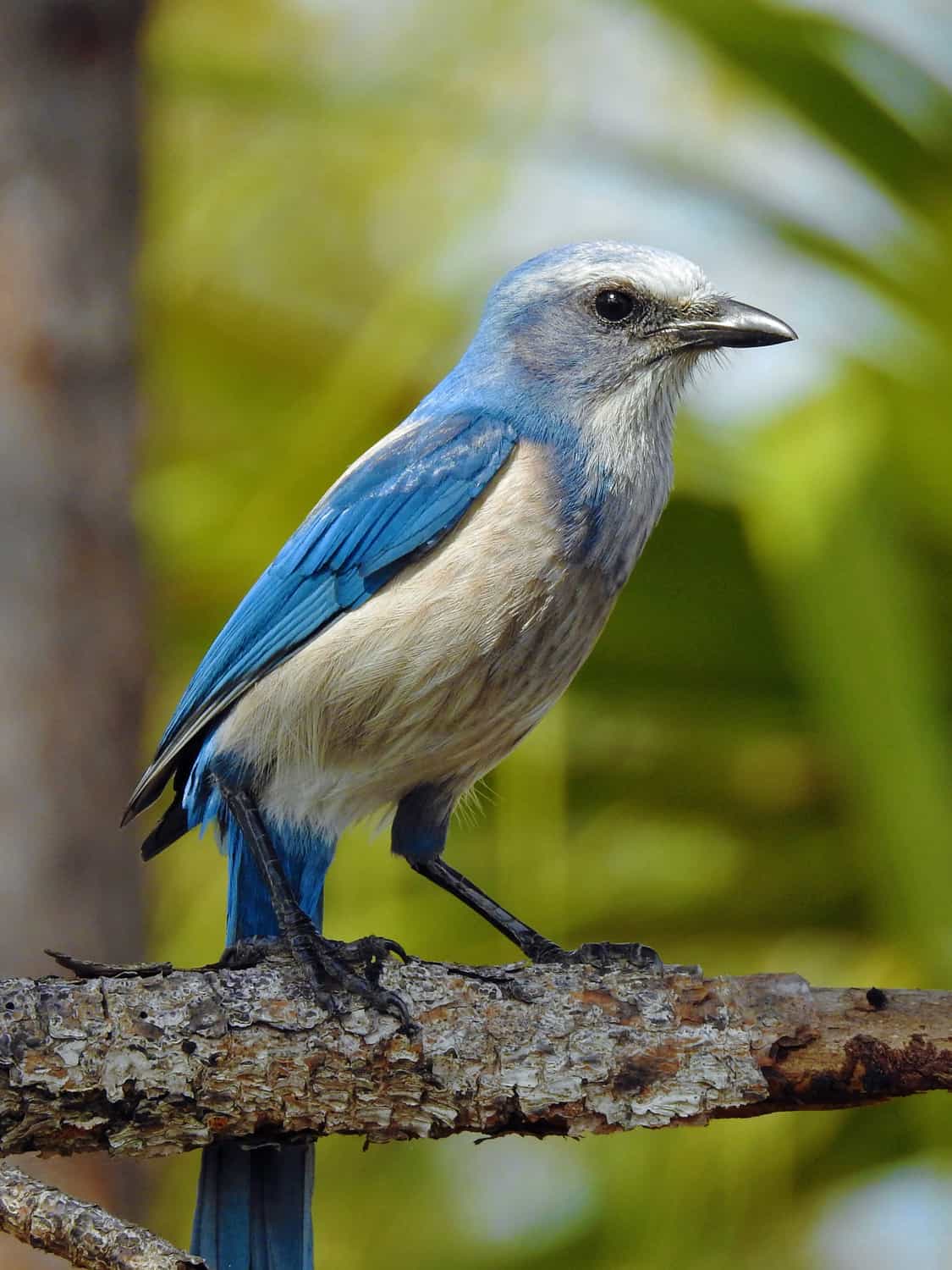 Florida Scrub-Jay