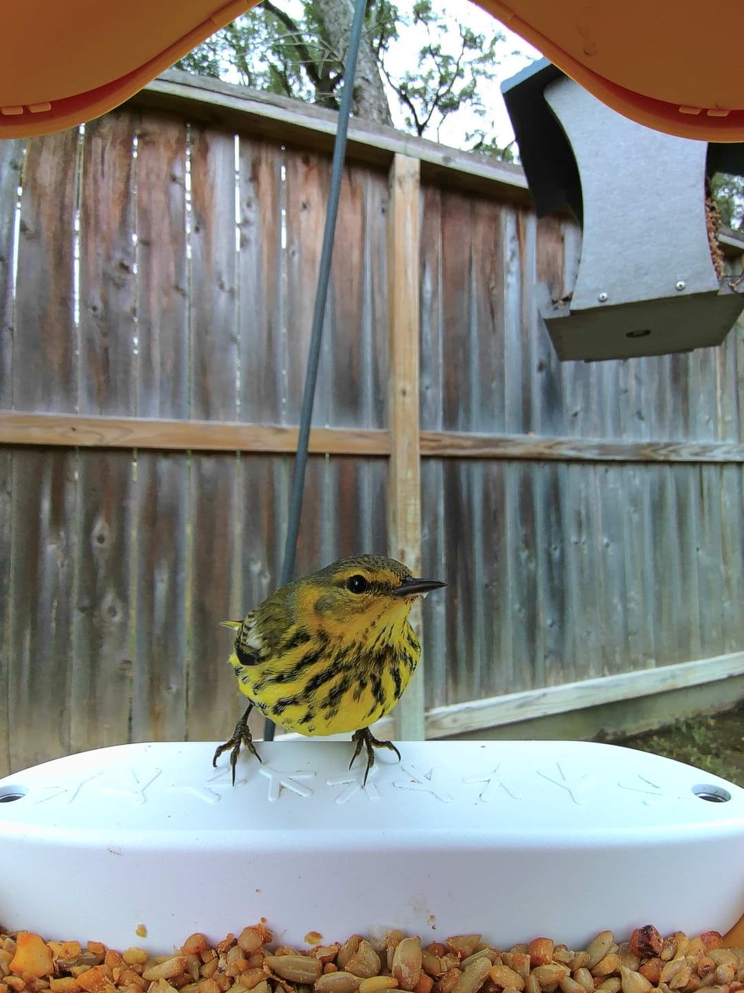 Cape May Warbler