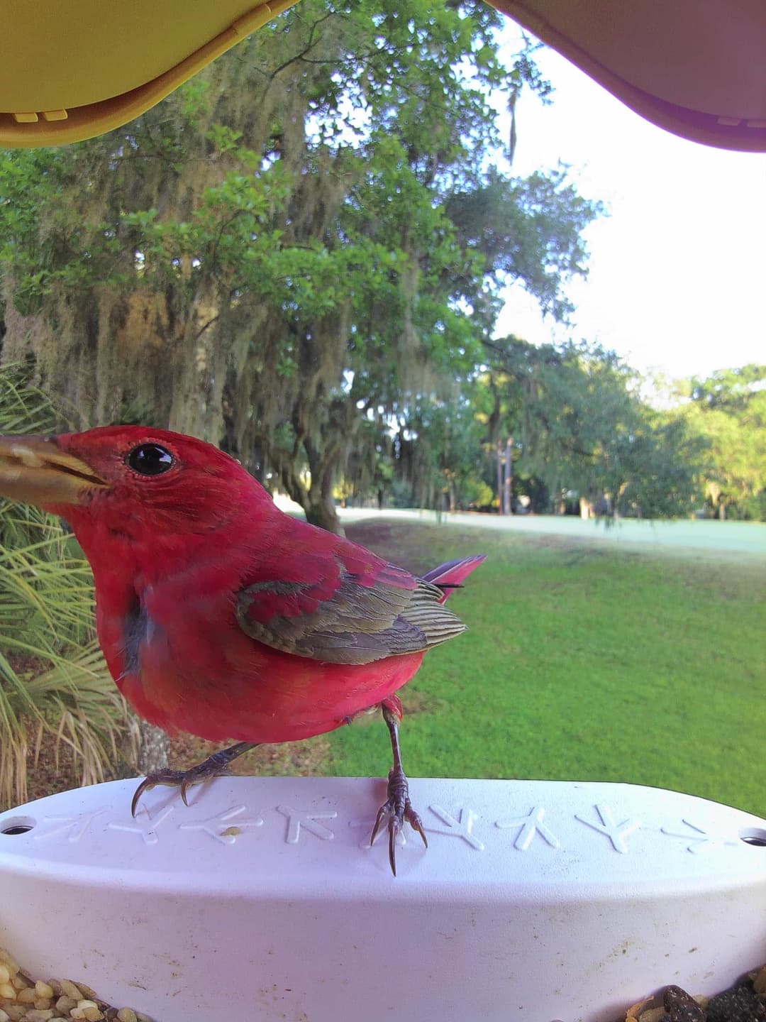 Summer Tanager