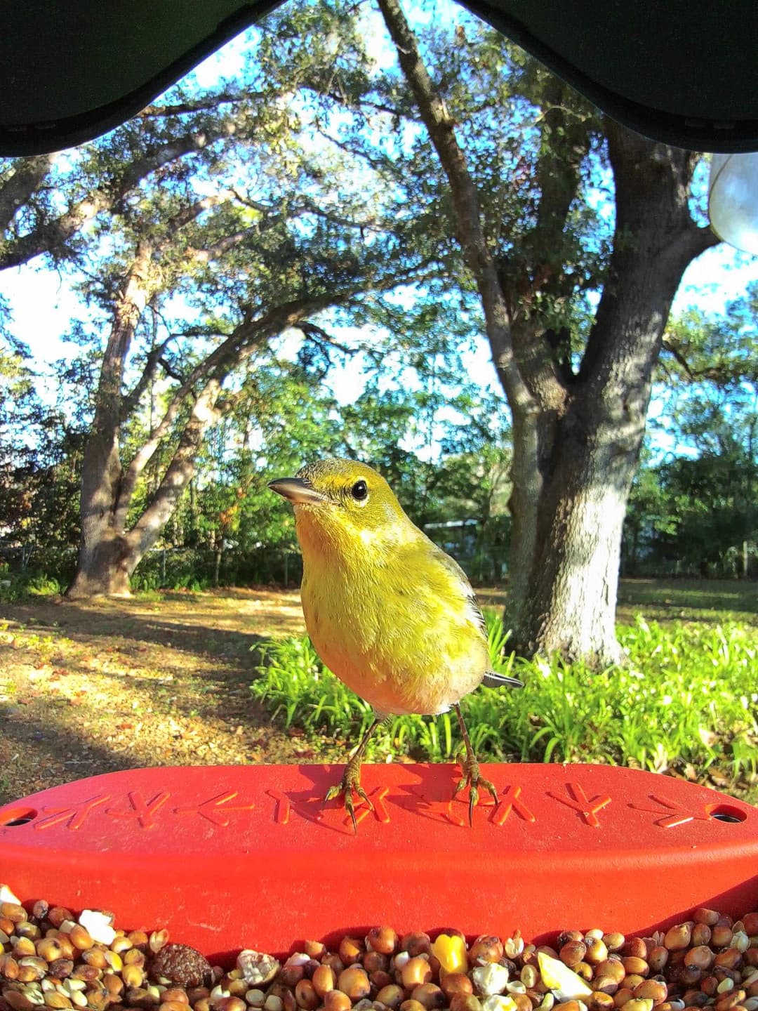 Pine Warbler