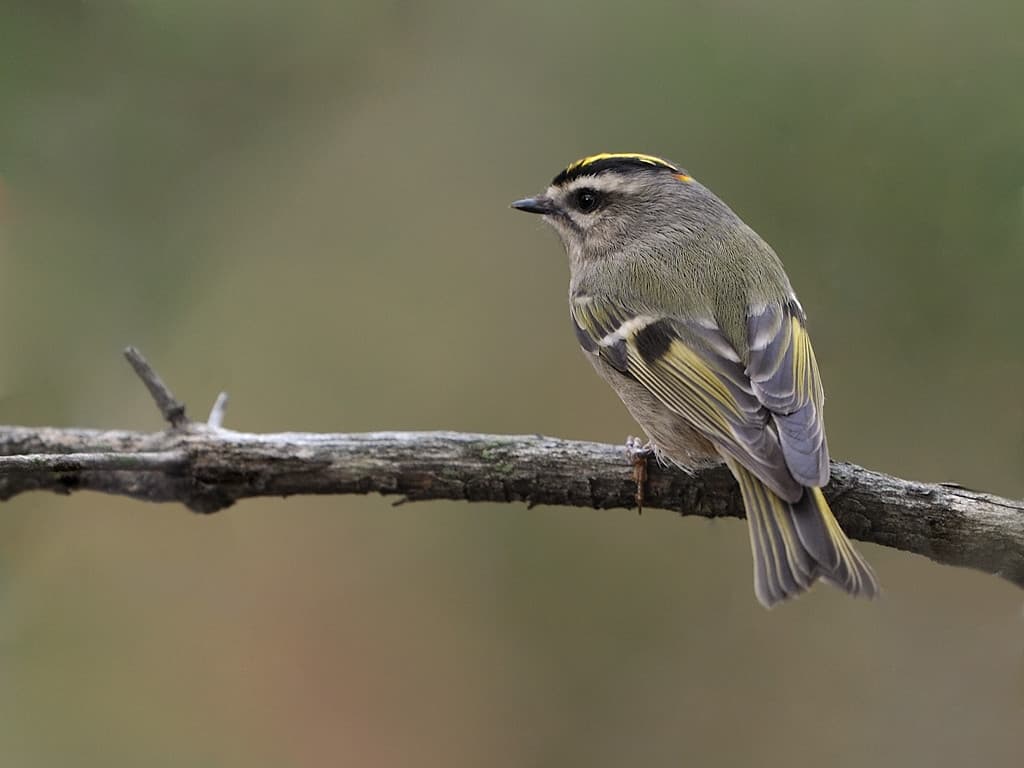 Golden-Crowned Kinglet