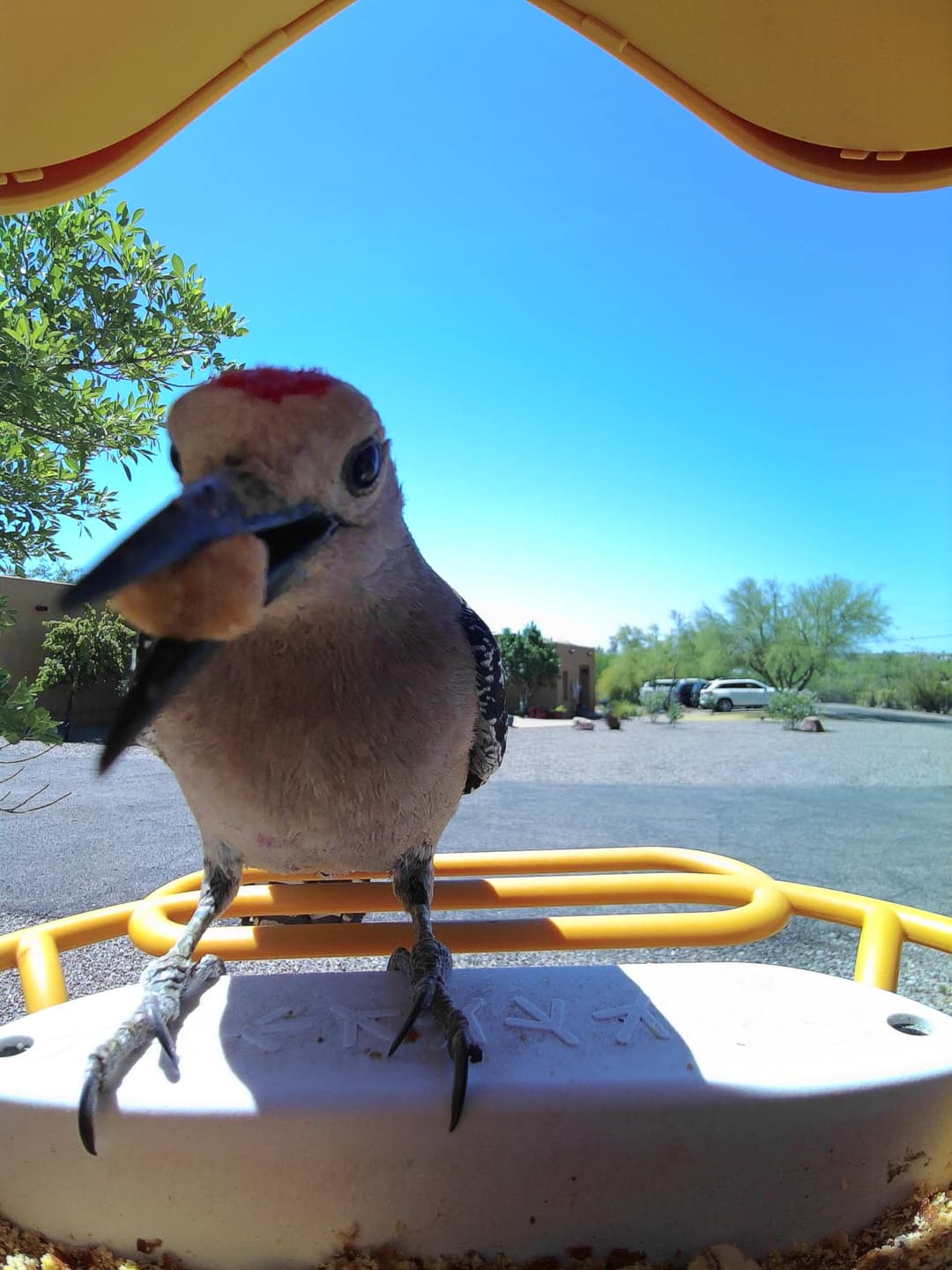 Gila Woodpecker