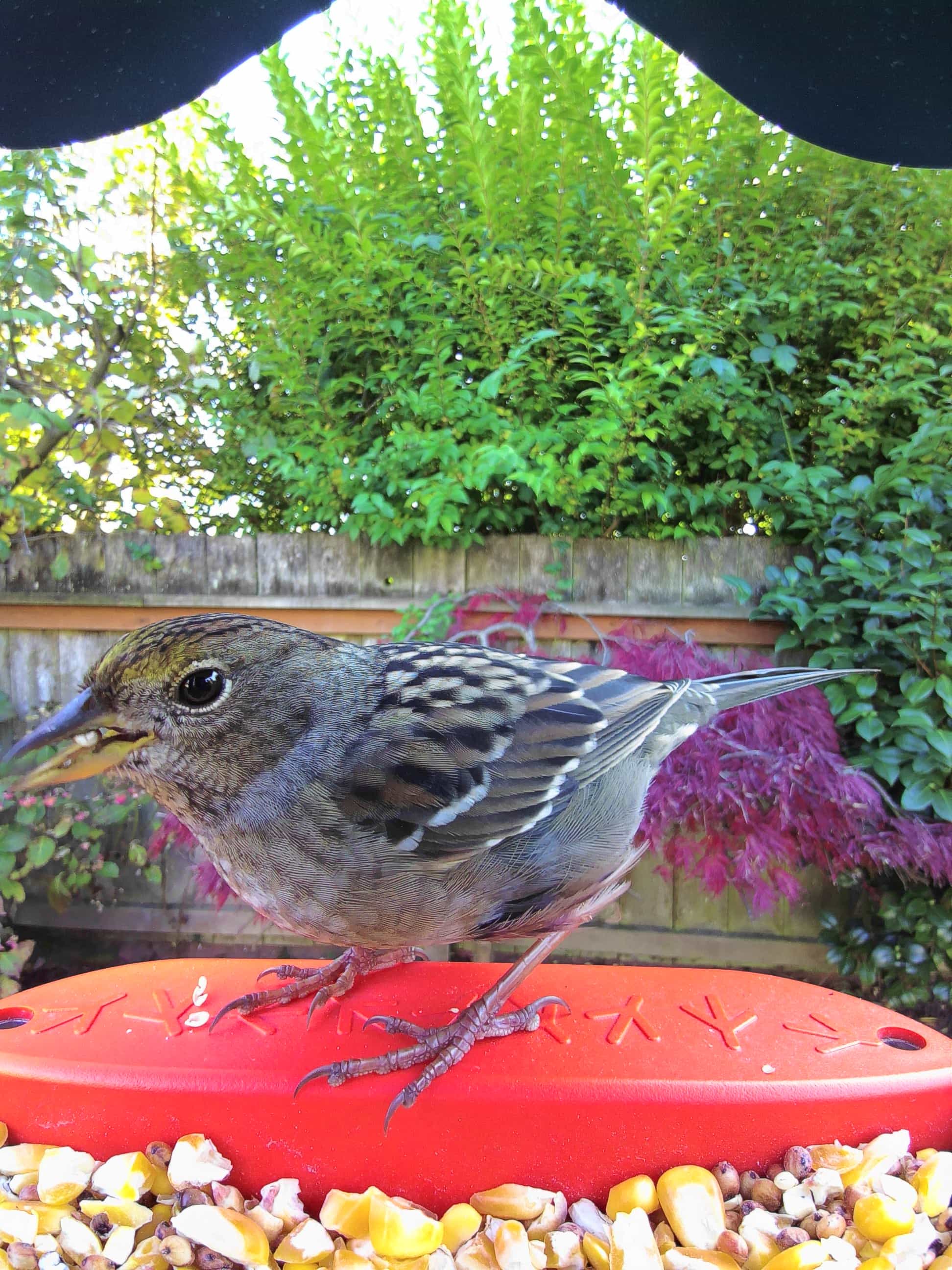 Fontana on a feeder