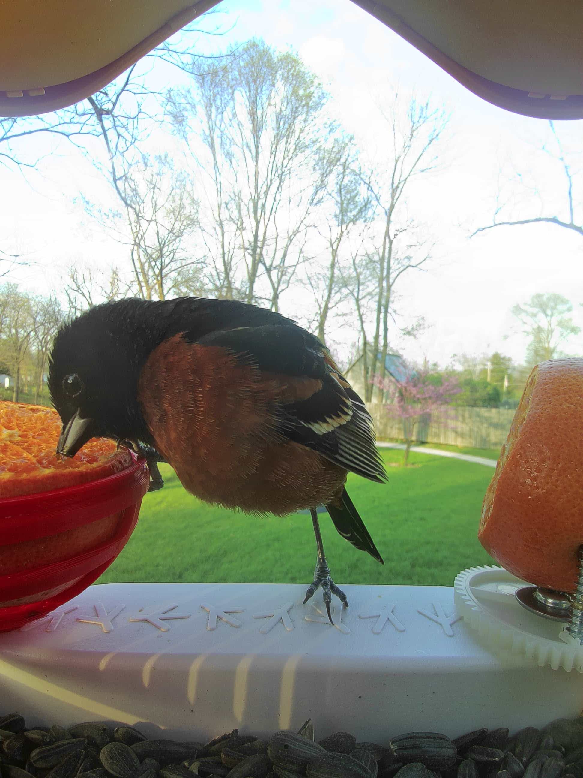 Greensboro on a feeder