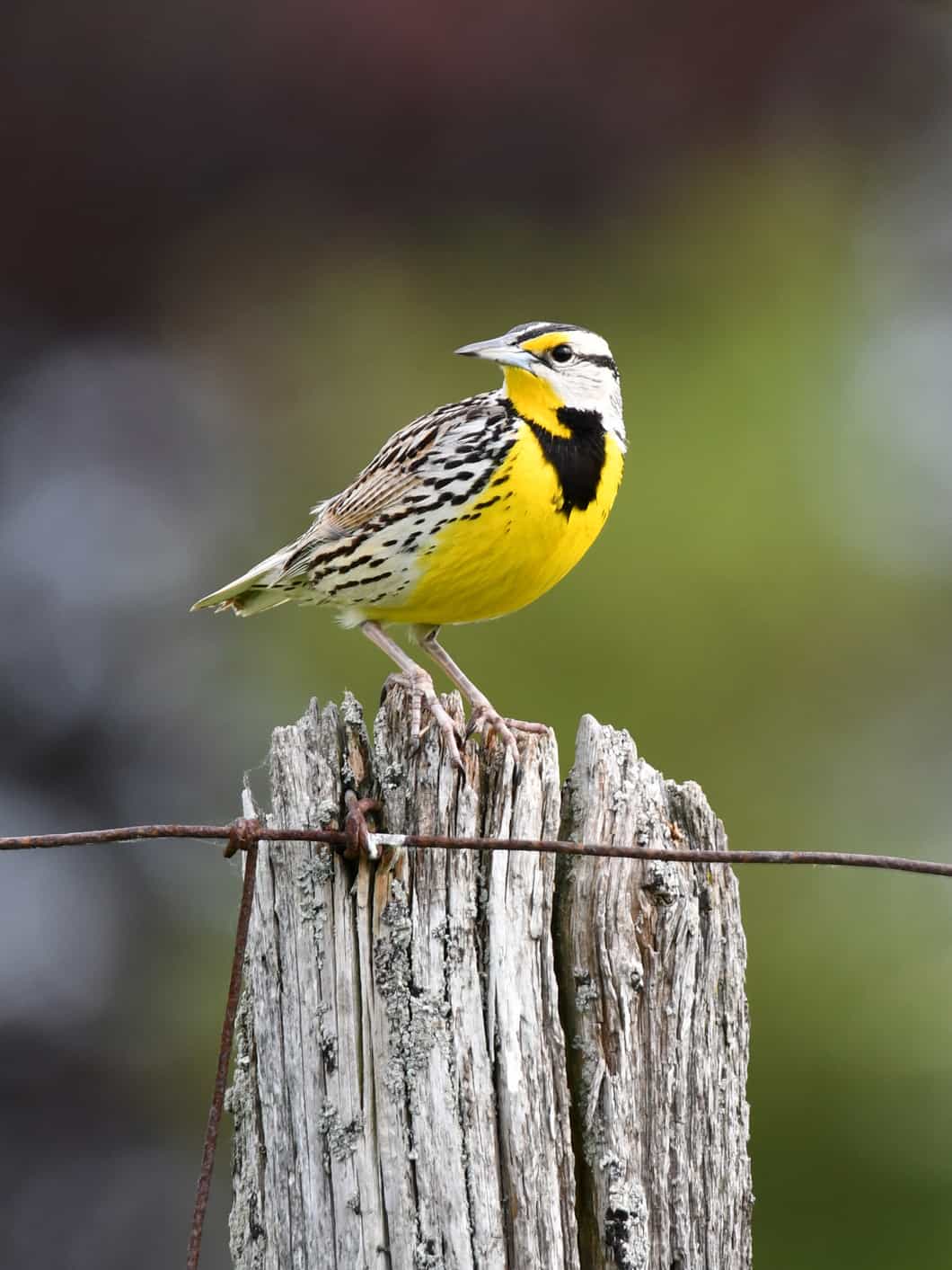 Eastern Meadowlark