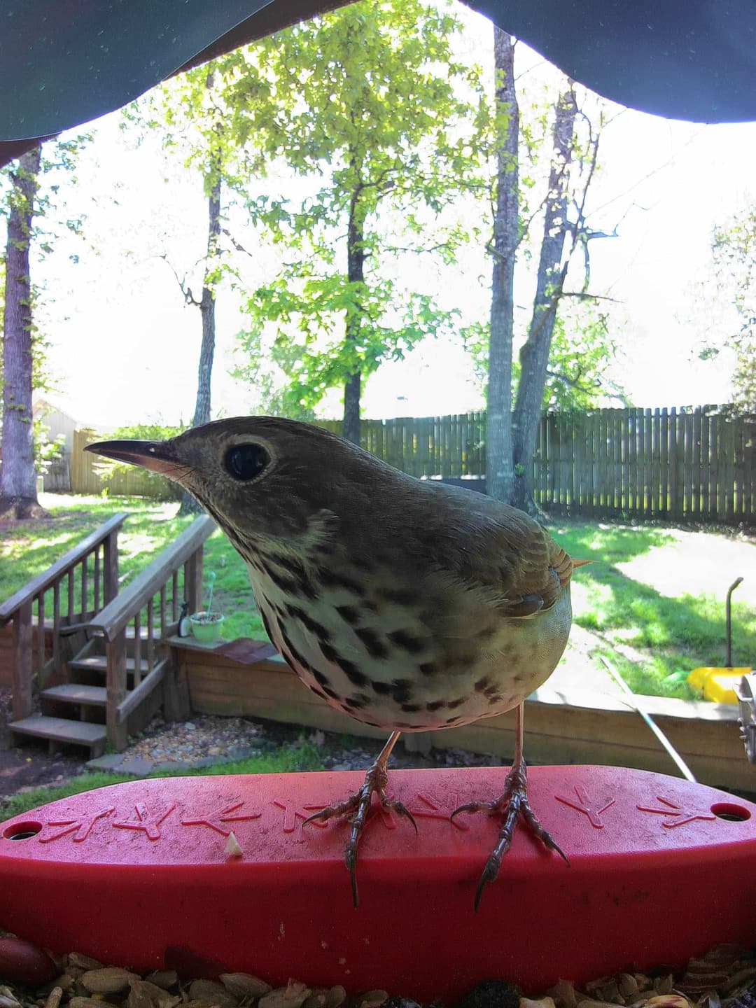 Hermit Thrush