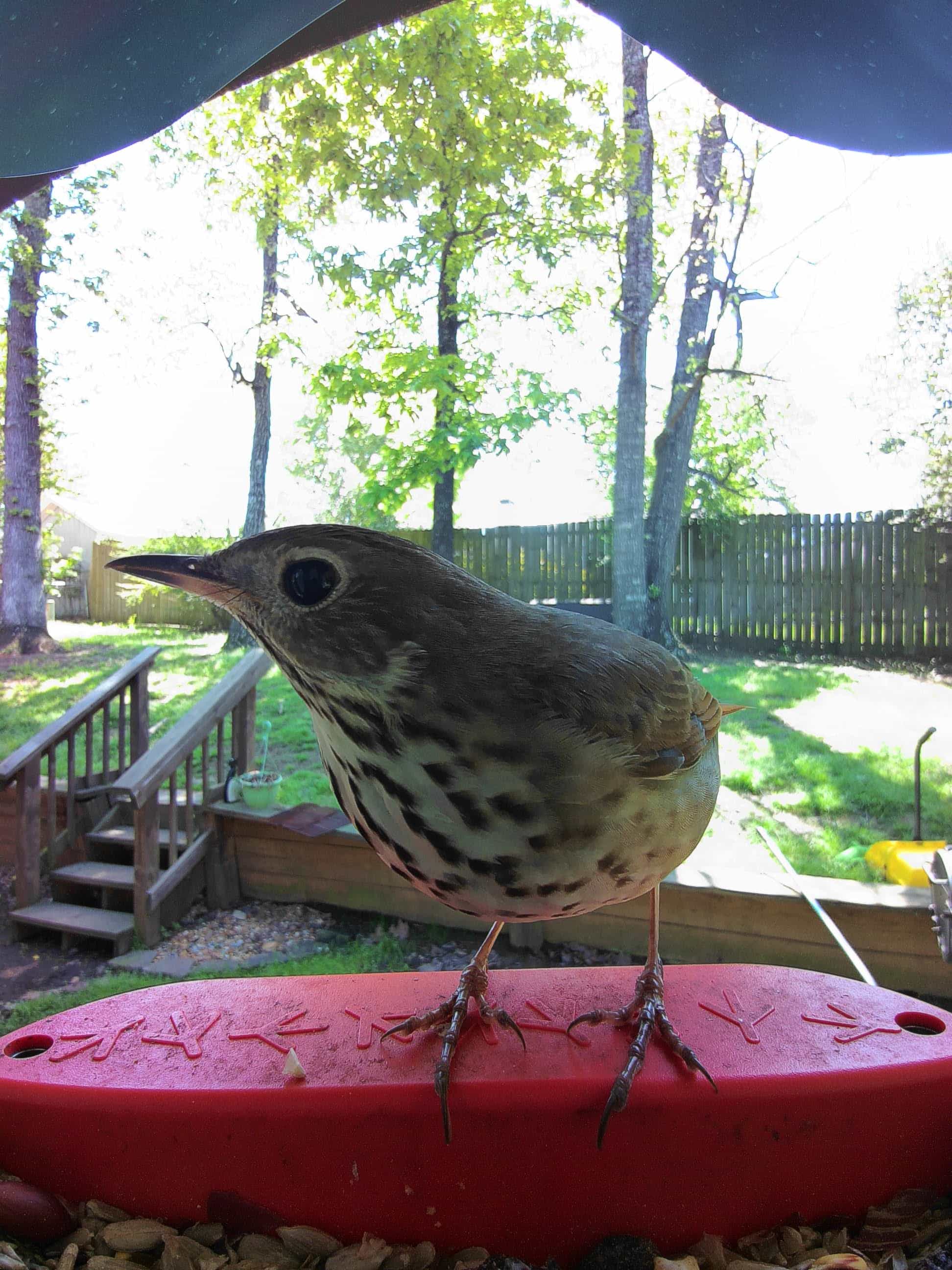 Greensboro on a feeder