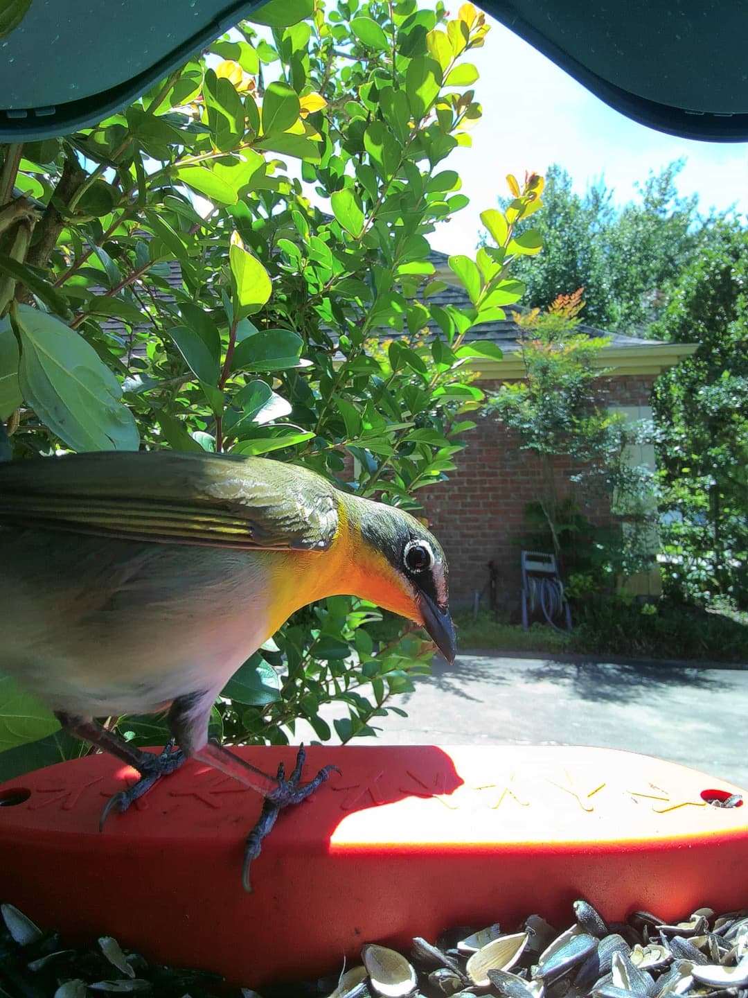 Yellow-Breasted Chat