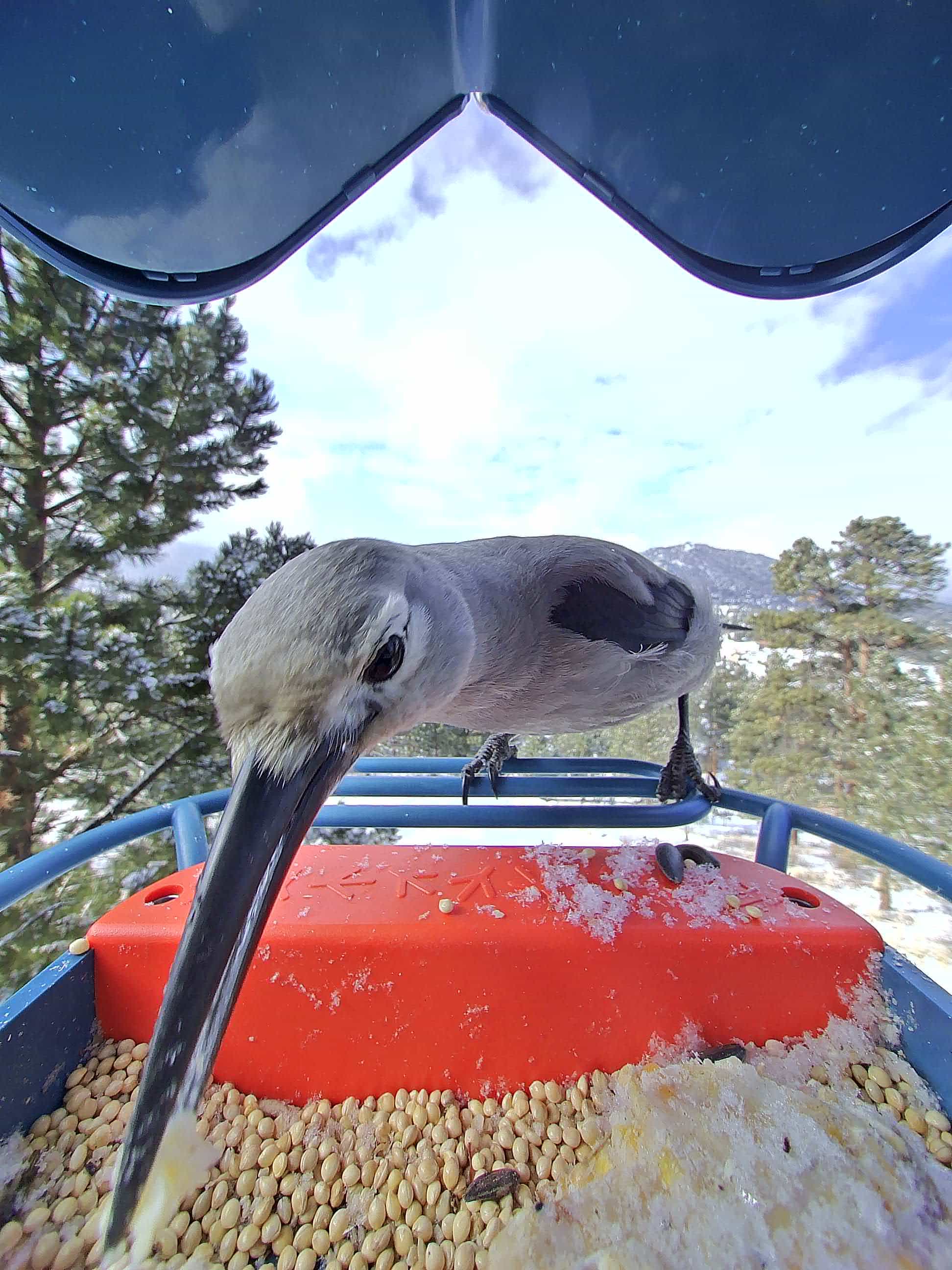 Billings on a feeder