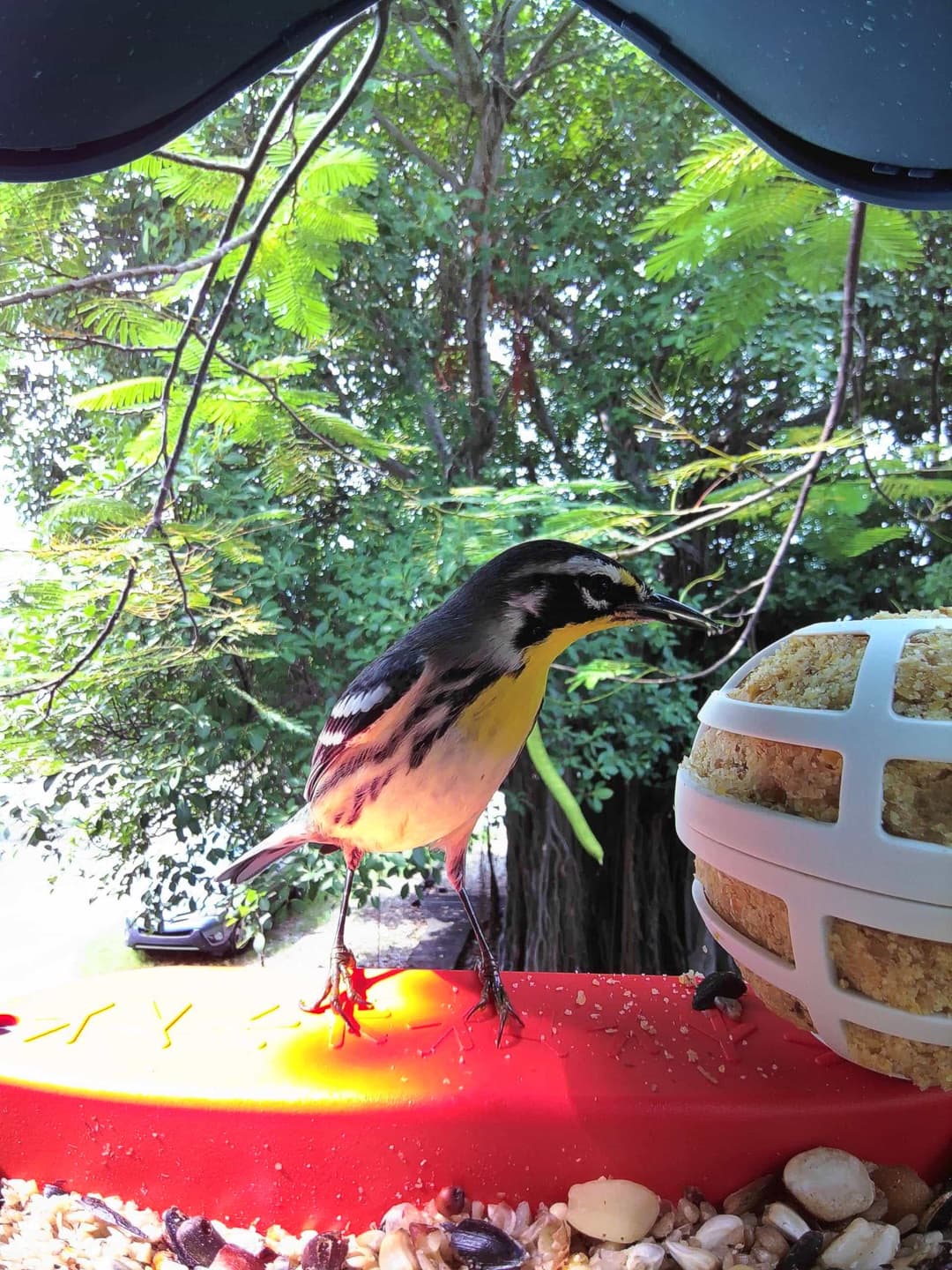 Yellow-Throated Warbler