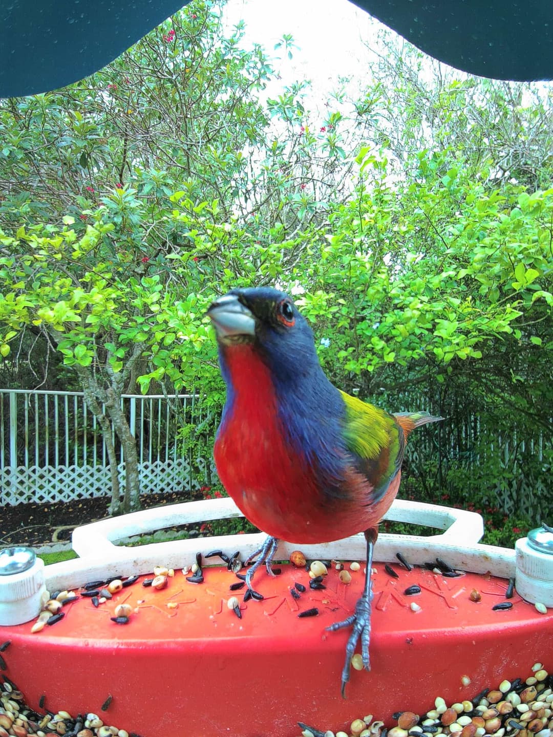 Painted Bunting