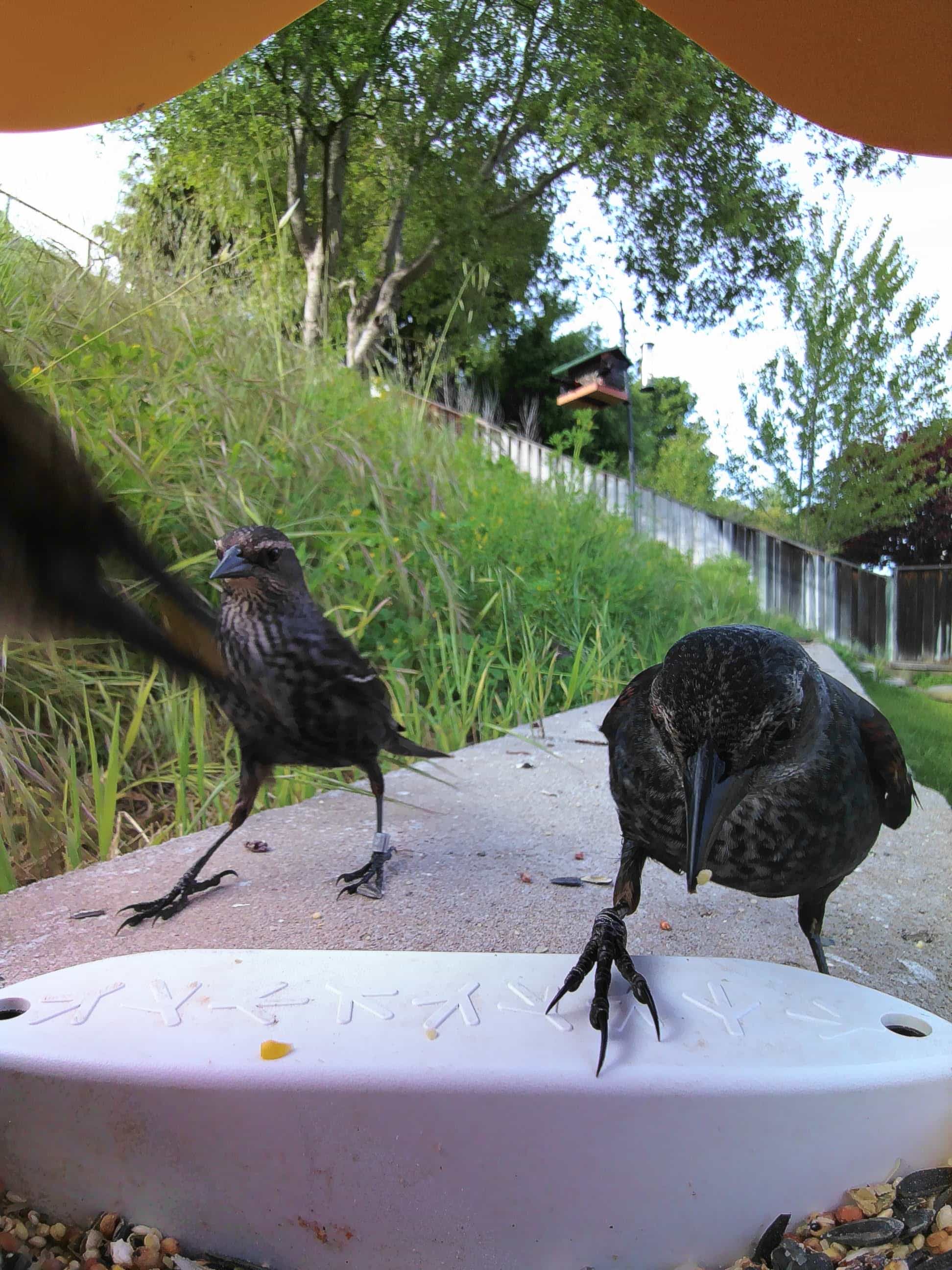 Fontana on a feeder