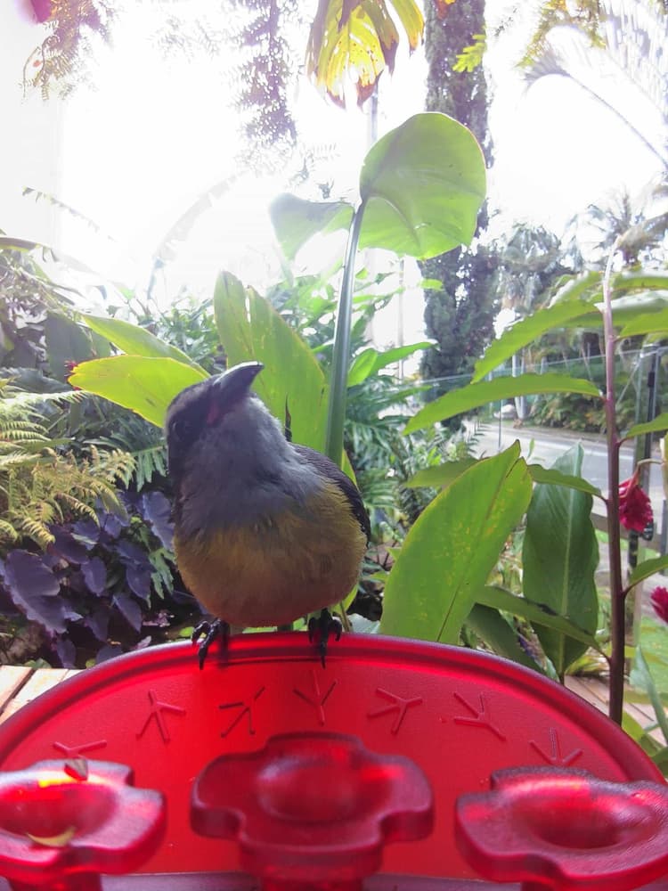 General Bananaquit comparison