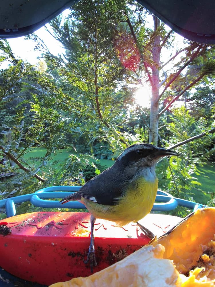 General Bananaquit comparison