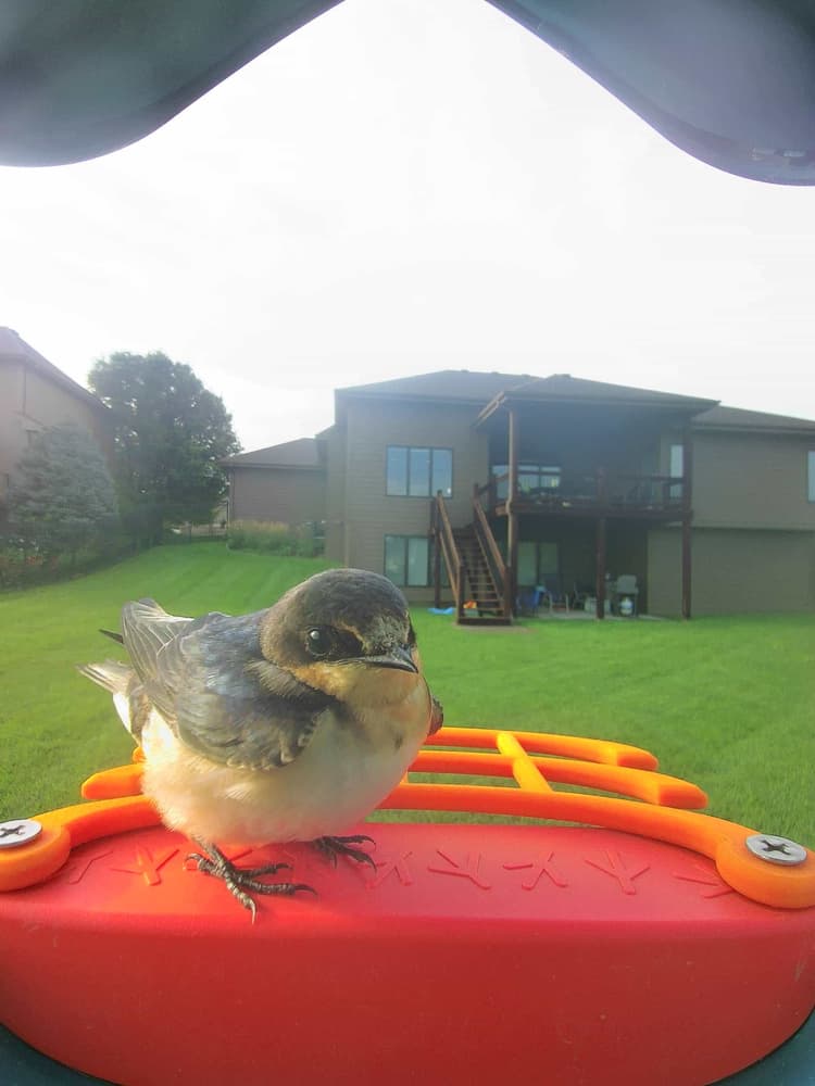 General Barn Swallow comparison