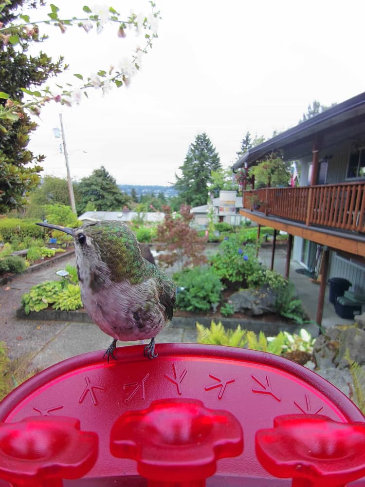 General Berylline Hummingbird comparison