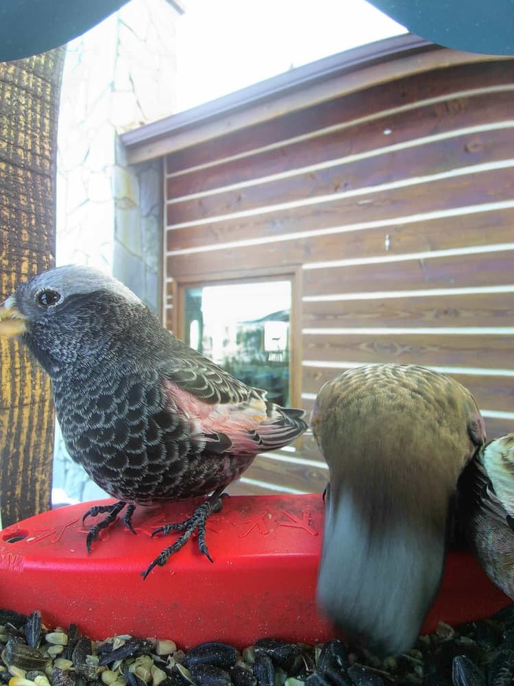 General Black Rosy-Finch comparison