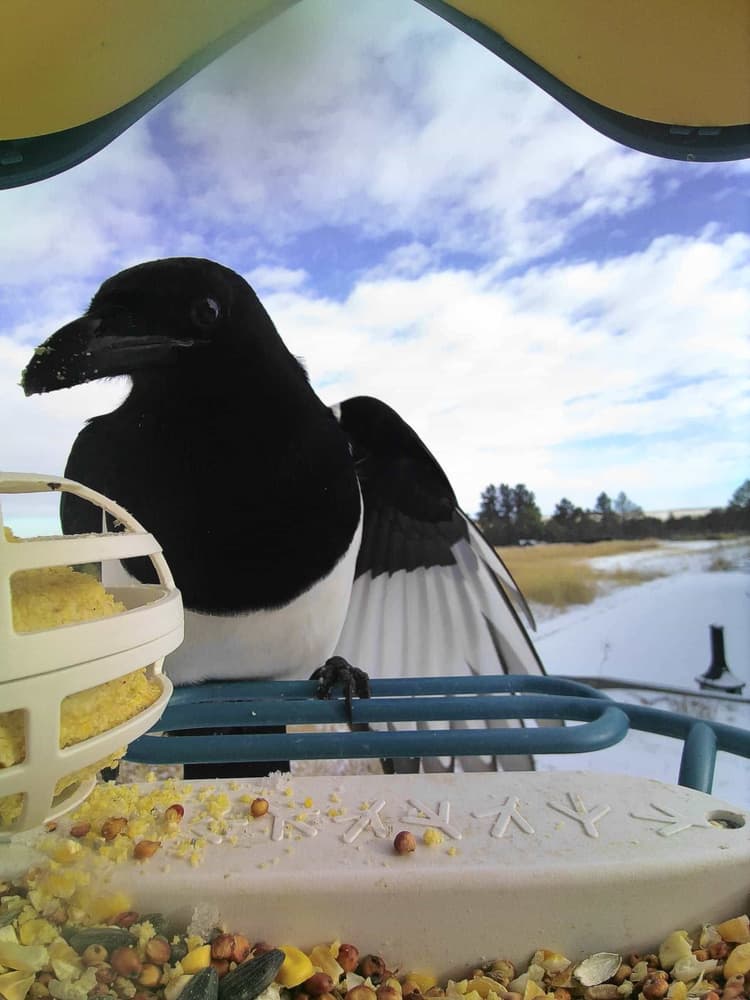 General Black-Billed Magpie comparison