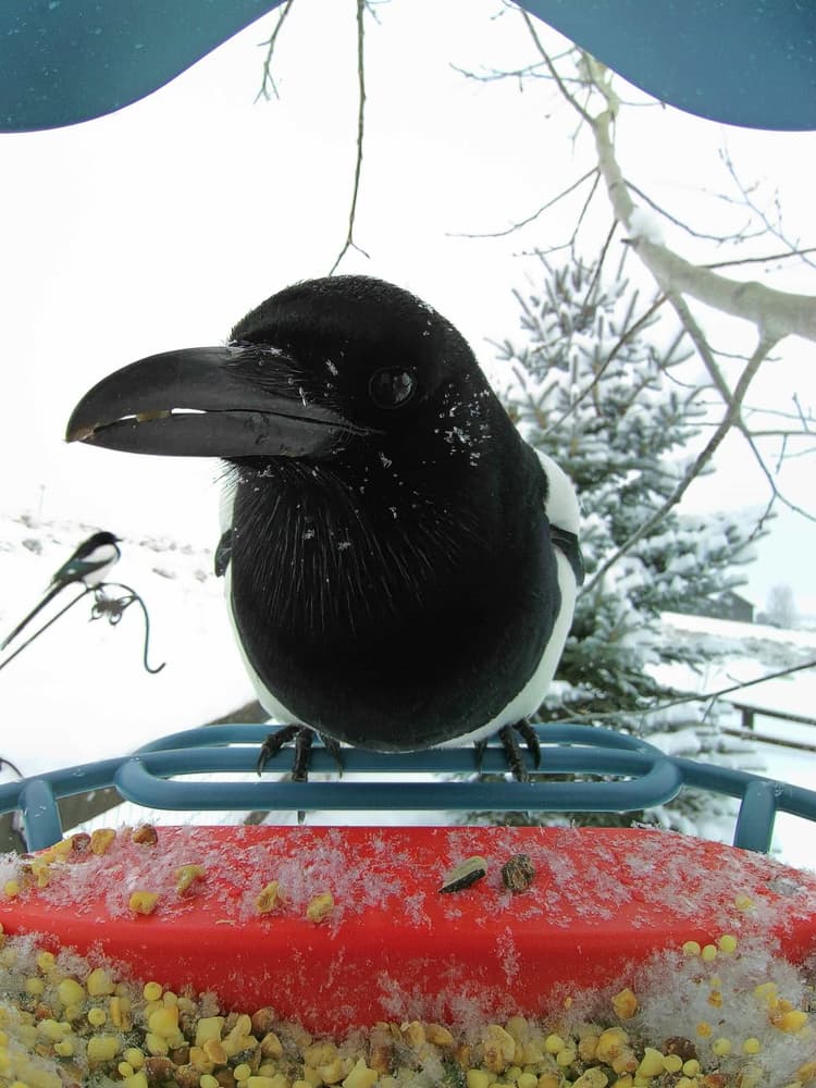 General Black-Billed Magpie comparison