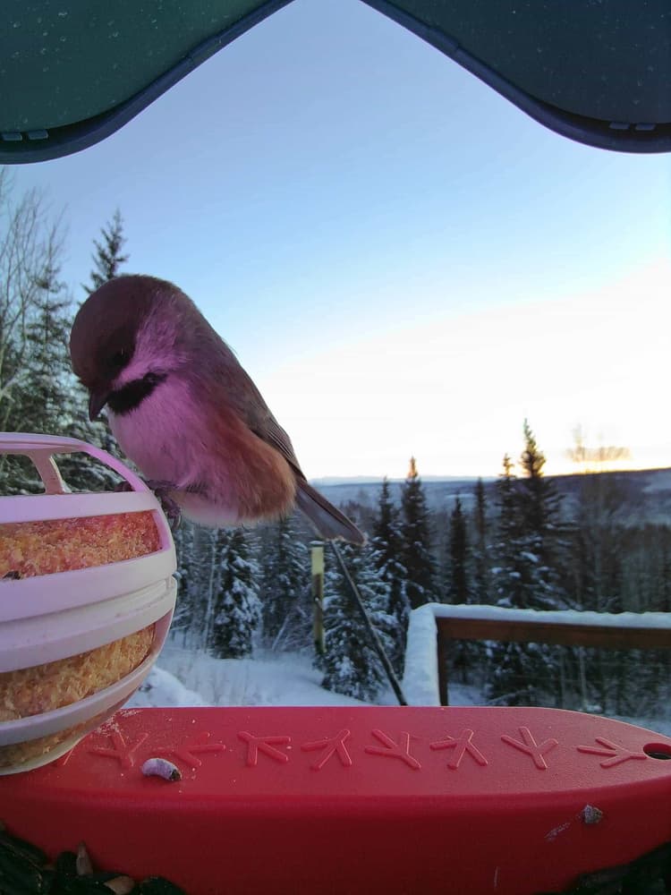 General Boreal Chickadee comparison