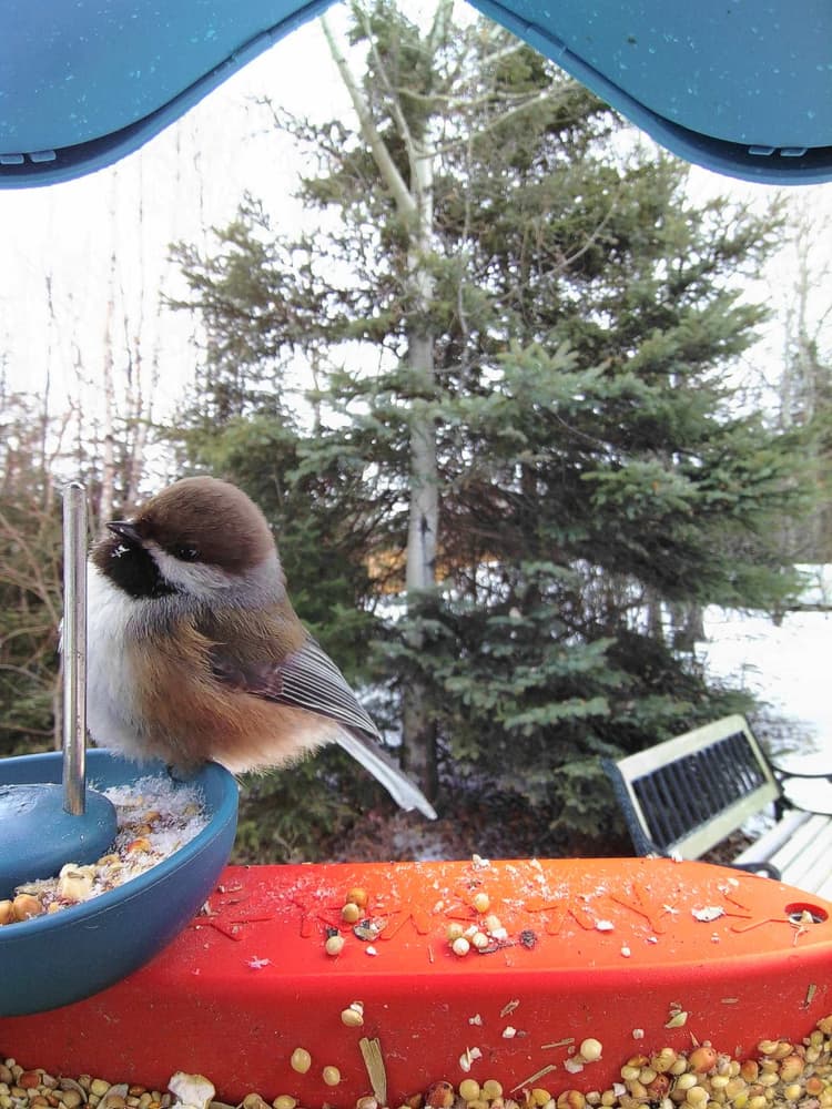 General Boreal Chickadee comparison