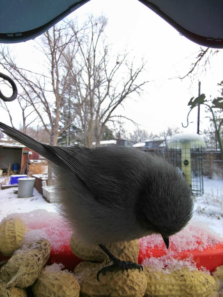General Bushtit comparison