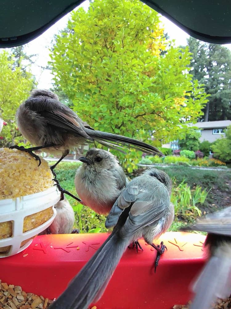 General Bushtit comparison