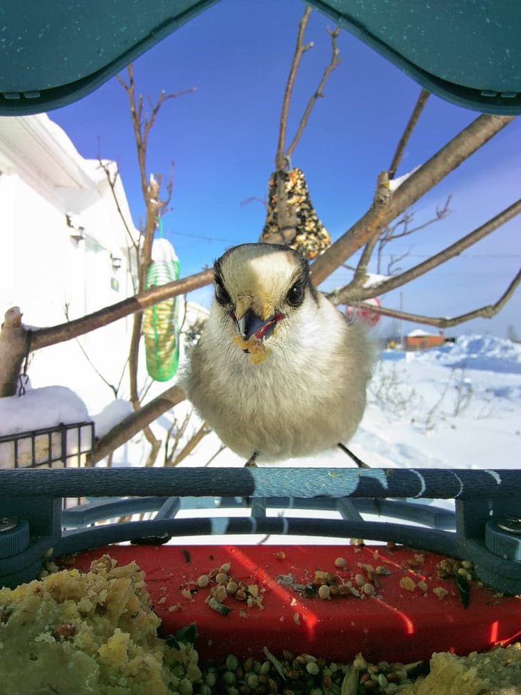 General Canada Jay comparison
