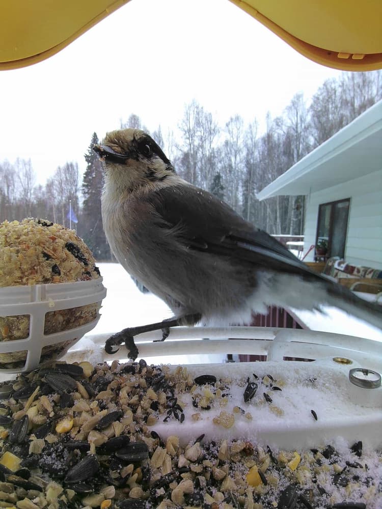 General Canada Jay comparison