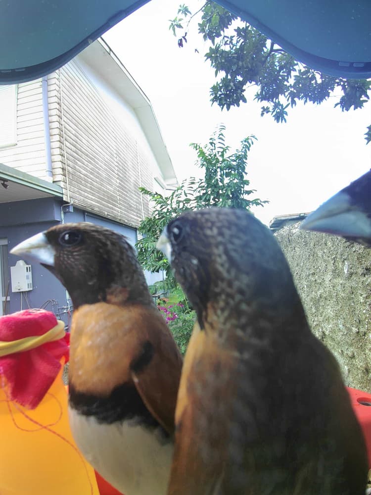 General Chestnut-Breasted Munia comparison