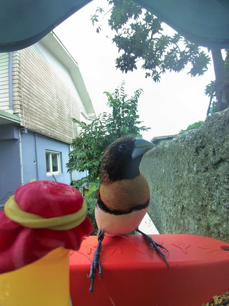 General Chestnut-Breasted Munia comparison