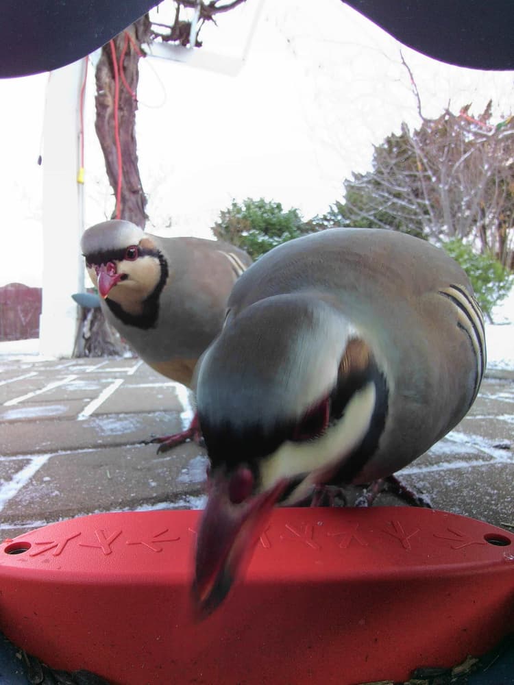 General Chukar comparison