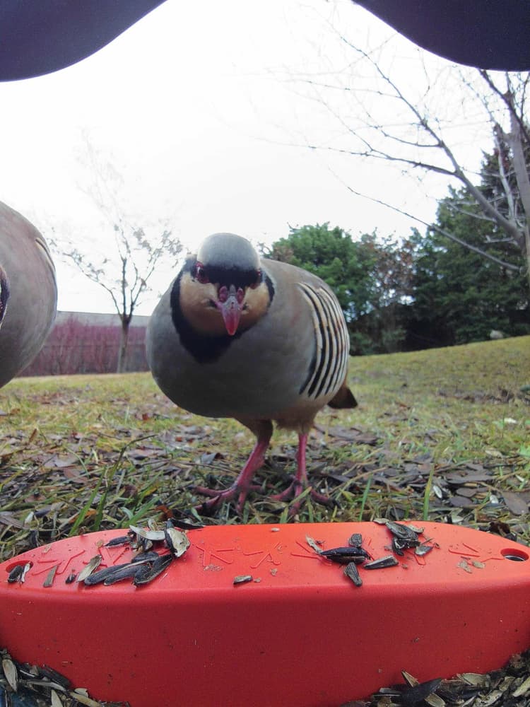General Chukar comparison