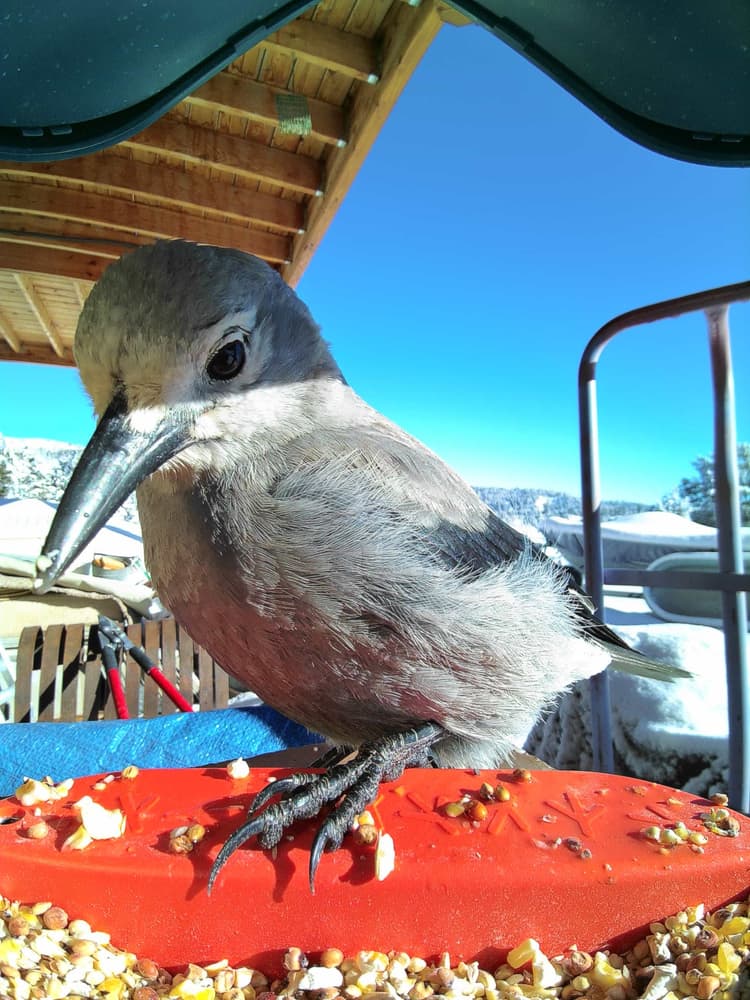 General Clark’s Nutcracker comparison