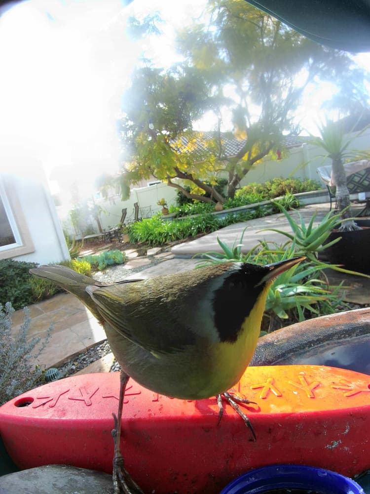 General Common Yellowthroat comparison