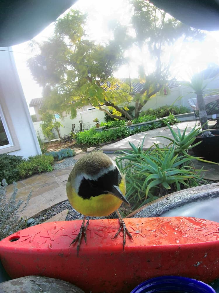 General Common Yellowthroat comparison