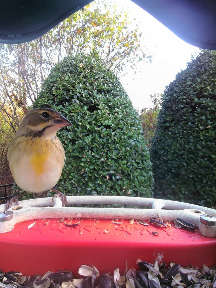 General Dickcissel comparison