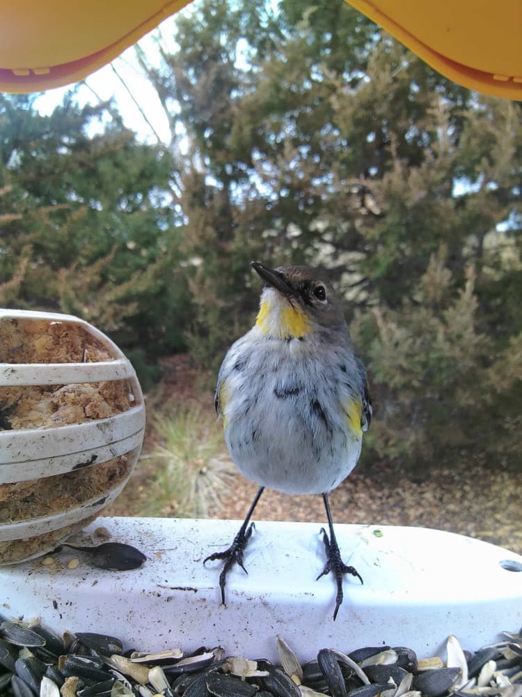 General Dickcissel comparison