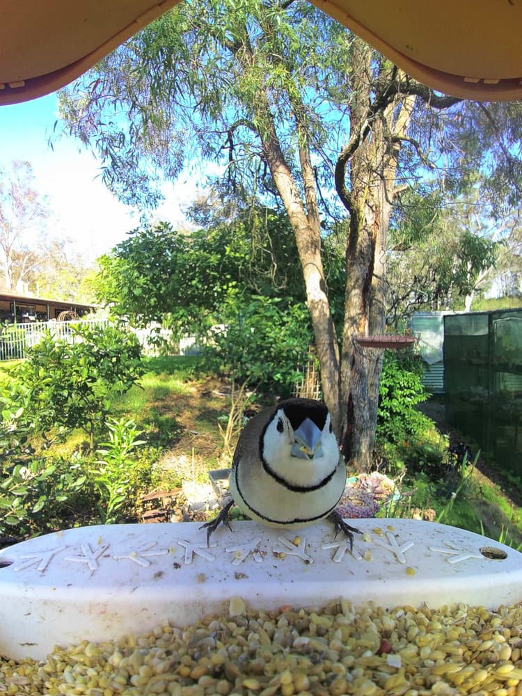 General Double-Barred Finch comparison