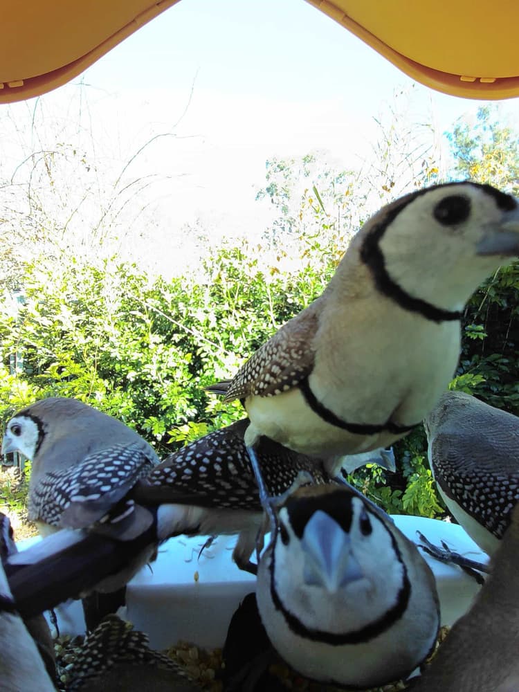 General Double-Barred Finch comparison