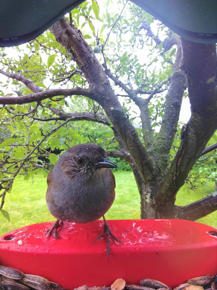 General Dunnock comparison