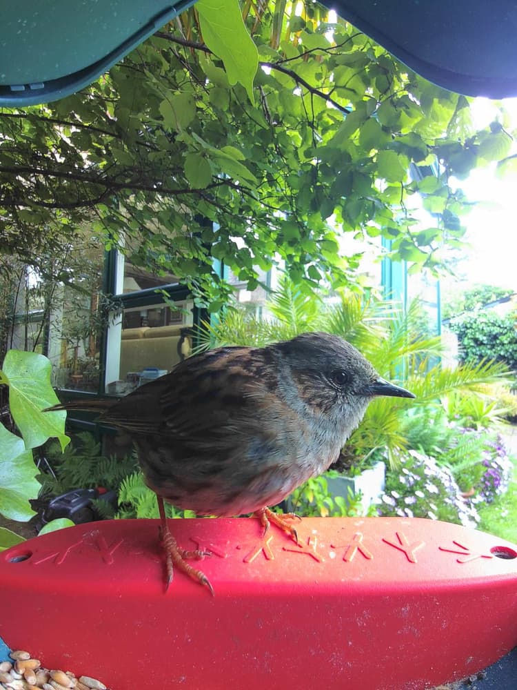 General Dunnock comparison