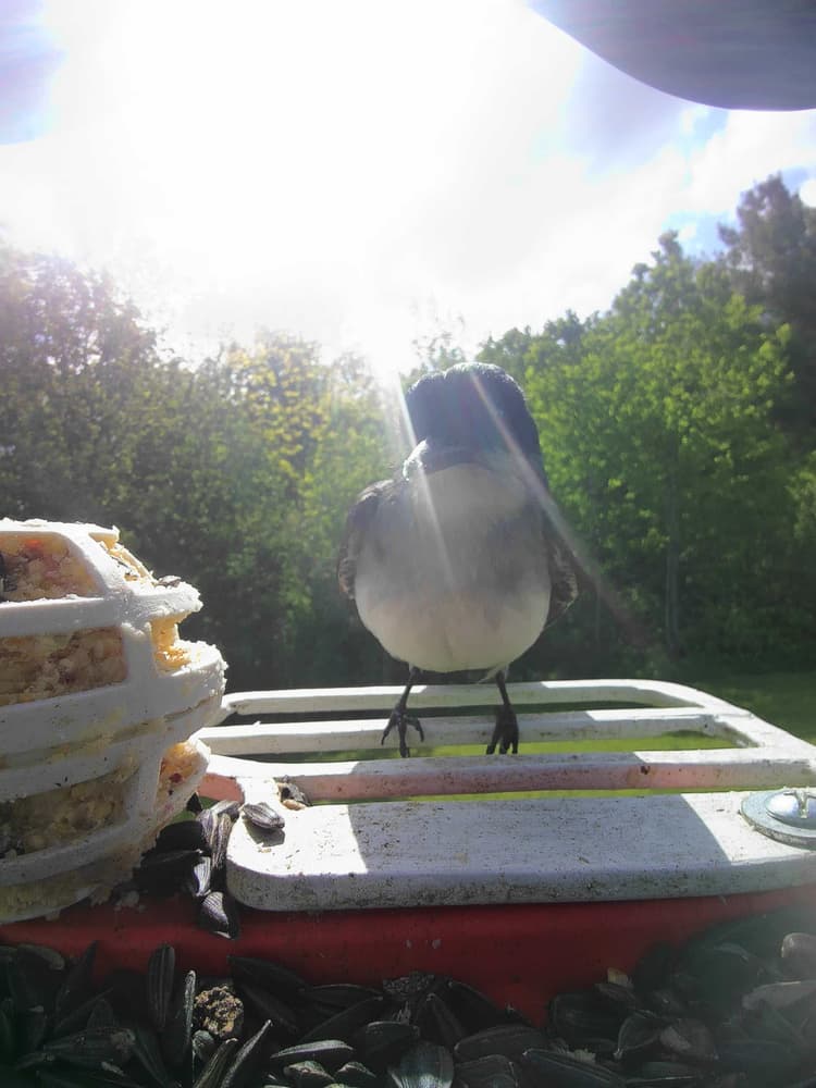 General Eastern Kingbird comparison