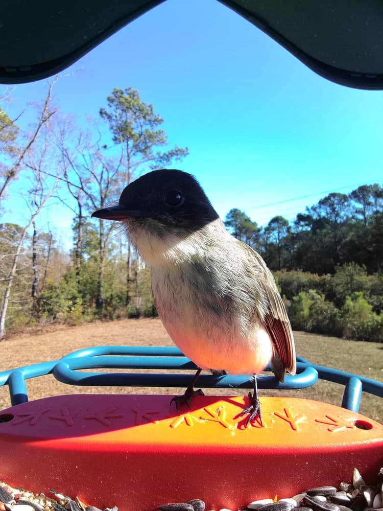 General Eastern Phoebe comparison