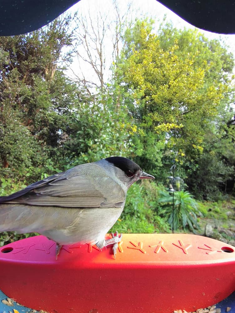 General Eurasian Blackcap comparison